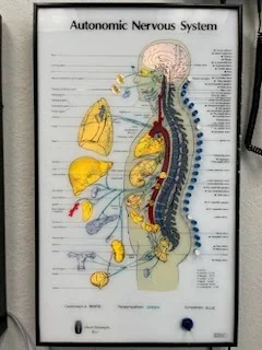 A framed autonomic nervous system chart on the office wall